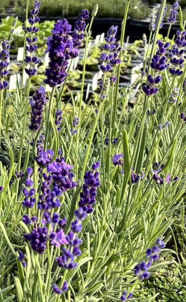 Lavender 'Havanna'